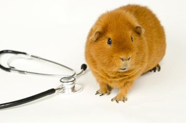 rotes US-Teddy Meerschweinchen mit Stethoskop