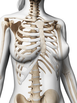 3d rendered illustration of the female skeleton