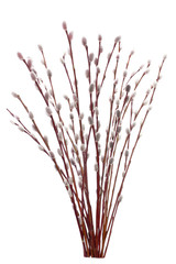 Obraz premium Catkins