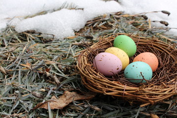 Nest and speckled eggs on grass and snow