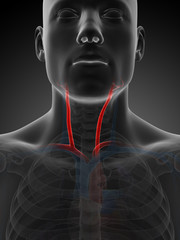 3d rendered illustration of the carotid artery