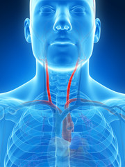 3d rendered illustration of the carotid artery