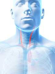 3d rendered illustration of the carotid artery