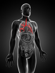 3d rendered illustration of the human bronchi