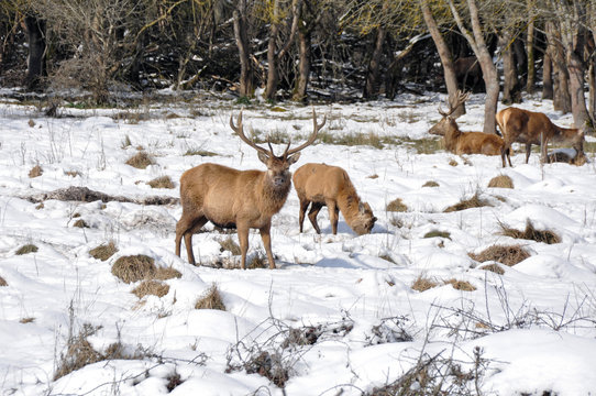 Manada de ciervos en Salburua parque, Vitoria (España)