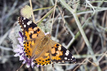 Butterfly on a flower