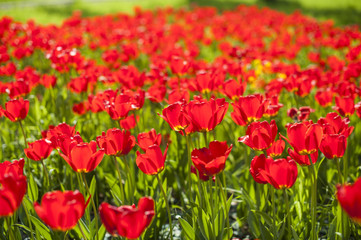 Тюльпановое поле