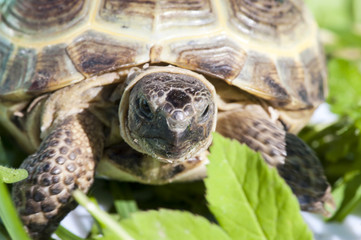 Черепаха