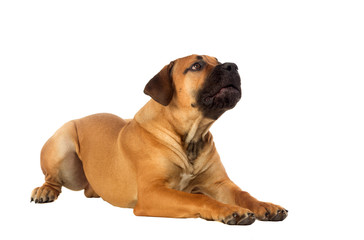 Rare breed South African boerboel posing in studio.