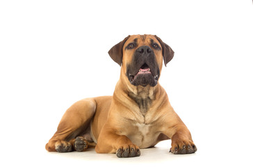 Obraz premium Rare breed South African boerboel puppy posing in studio.