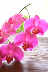 Fototapeta na wymiar orchideenrispe