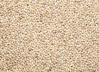 barley background,