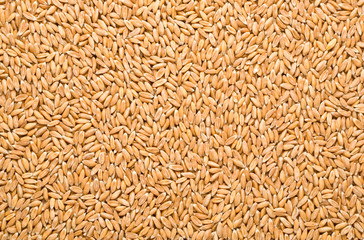 Wheat background