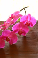orchideenblüte
