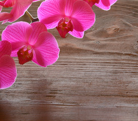 detail orchidee