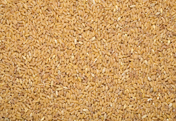 barley background
