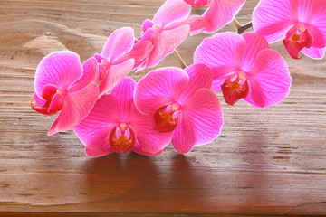 orchidee