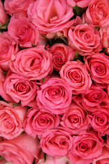 Group of pink roses
