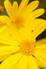 Close up of yellow daisy flowers