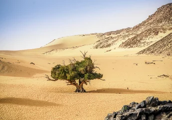 Fototapeten Arbre dans les dunes © jasckal