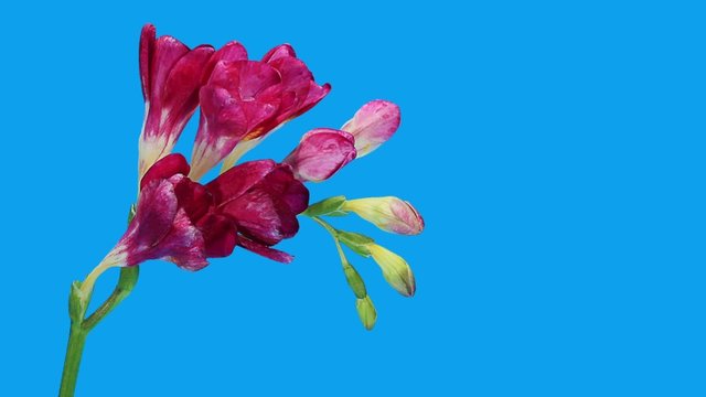Time-lapse opening red Freesia flower buds ALPHA matte, (Freesia
