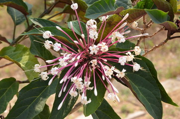 Flowers of Thailand