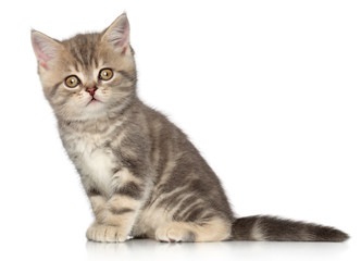 Obraz premium Kotek szkocki zwisłouchy