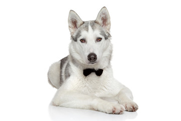 Husky dog on white background