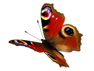Papillon paon européen (Inachis io) en vol