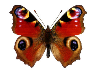 Papillon paon européen (Inachis io)