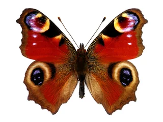 Foto op Plexiglas Vlinder Europese pauwvlinder (Inachis io)