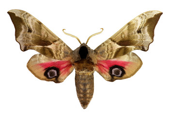 Eyed Hawk-moth (Smerinthus ocellatus) - obrazy, fototapety, plakaty