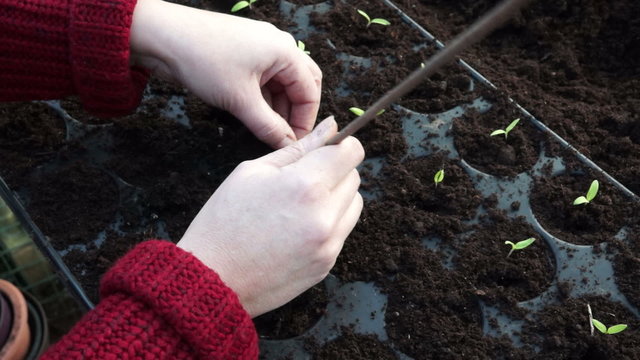 Separating Tomato seedlings in a Greenhouse