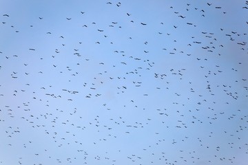 Many birds
