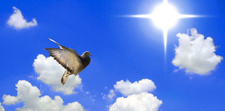 Pigeon flying towards the sun