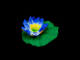 blue lotus