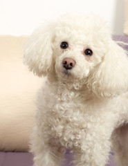 Poodle
