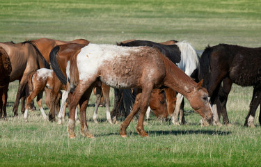 Obraz premium grazing horses