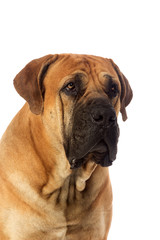 Rare breed South African boerboel posing in studio.