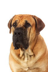 Rare breed South African boerboel posing in studio.