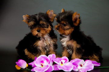 two puppies of a Yorkshire terrier