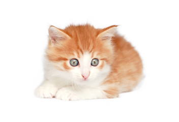 kitten cat isolated on white background