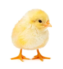 Photo sur Plexiglas Poulet yellow chicken isolated on a white