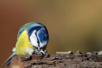 blue tit