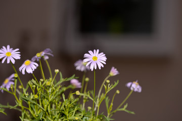Sommerblumen am Wegrand