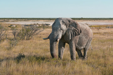 Etosha elephant