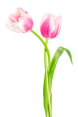 Two pink tulips