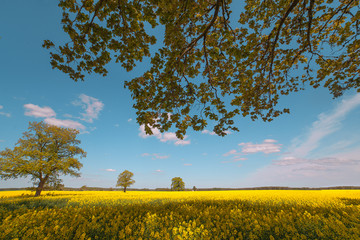 Canola field.