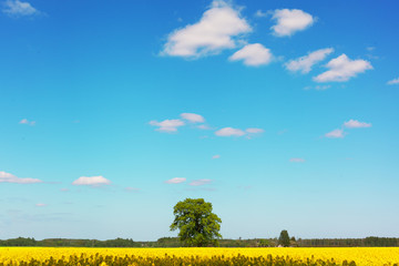 Canola field.