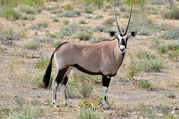 Oryx-Antilope